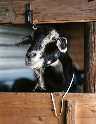 A' Cràpa Mangia - A‘ Cràpa Mangia