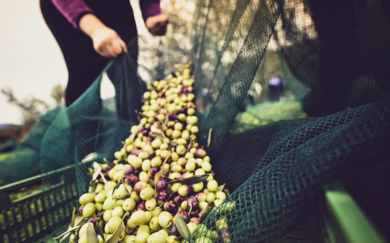 Olivenernte