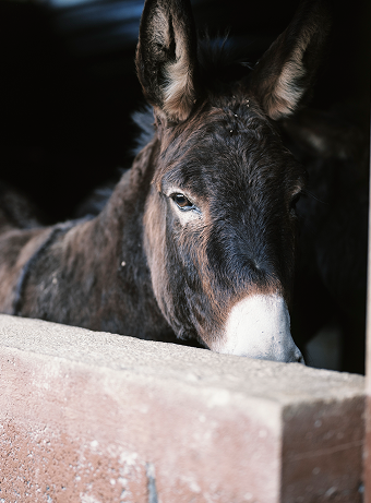 Landgut - A‘ Cràpa Mangia